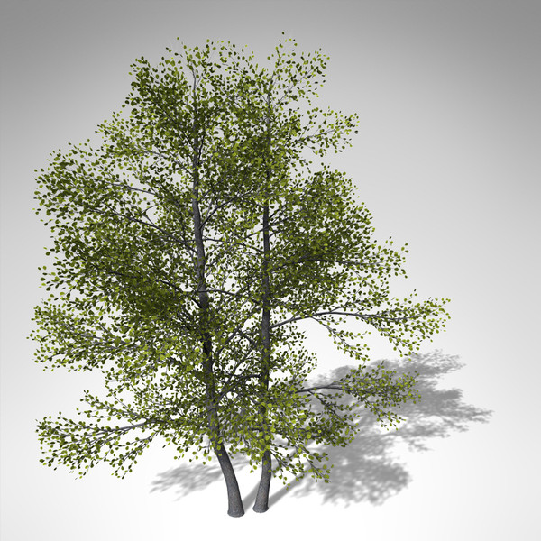 3d xfrogplants black alder tree model - XfrogPlants Black Alder... by xfrog
