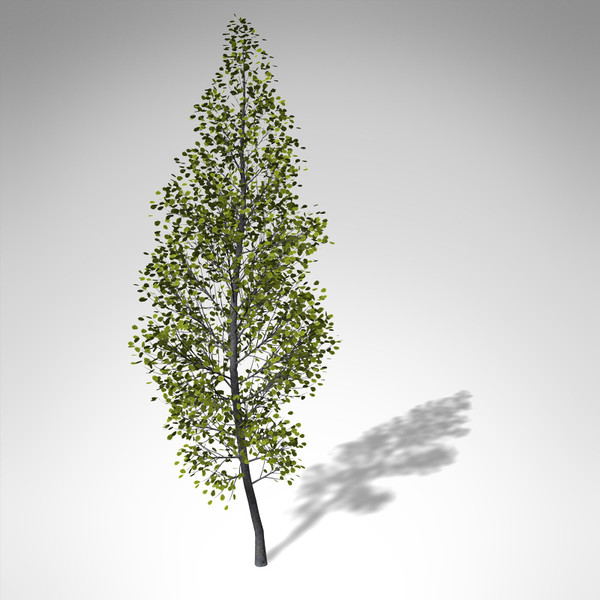 3d xfrogplants black alder tree model - XfrogPlants Black Alder... by xfrog