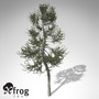 xfrogplants austrian black pine max
