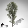 xfrogplants black poplar tree 3ds