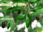 3d model olive branches