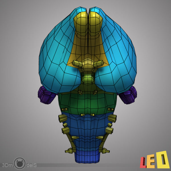 Rabbit Brain Anatomy