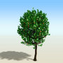 3d tree apple model