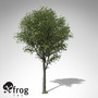 xfrogplants broad-leaved linden tree 3d model