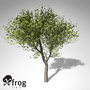 3dsmax xfrogplants field maple tree