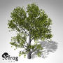 3dsmax xfrogplants montpellier maple tree
