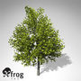 3d xfrogplants italian maple tree model
