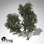 3ds xfrogplants hornbeam tree plant