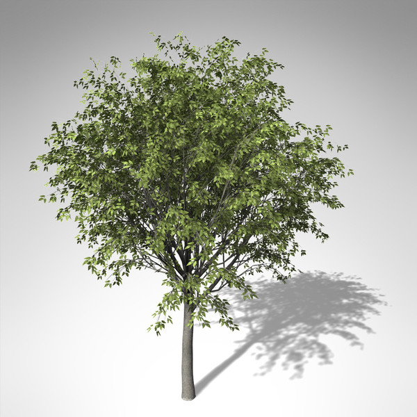 xfrogplants european hackberry tree 3d 3ds - XfrogPlants European Hackberry... by xfrog