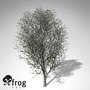 3d model xfrogplants white poplar tree