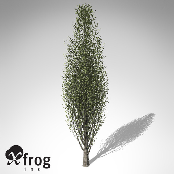 maya xfrogplants lombardy poplar tree - XfrogPlants Lombardy Poplar EU... by xfrog