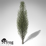 maya xfrogplants lombardy poplar tree