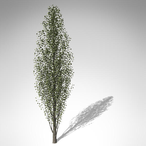 maya xfrogplants lombardy poplar tree - XfrogPlants Lombardy Poplar EU... by xfrog