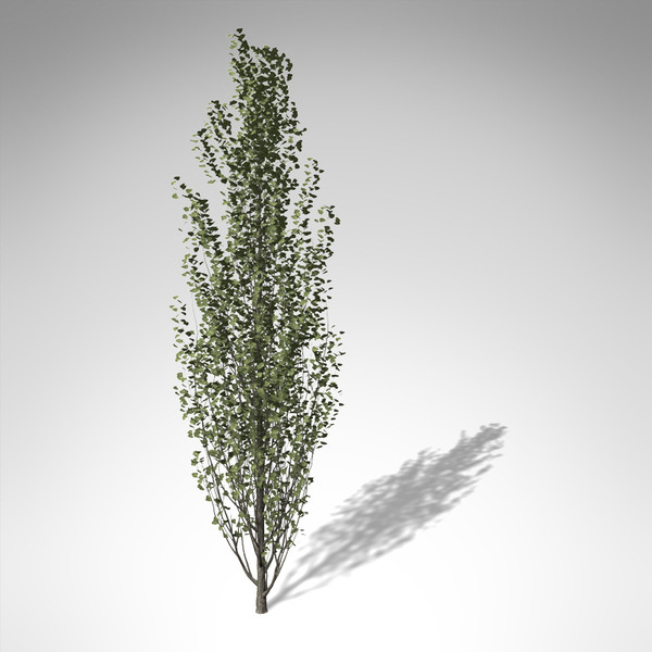 maya xfrogplants lombardy poplar tree - XfrogPlants Lombardy Poplar EU... by xfrog