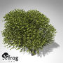 3d model xfrogplants cherry laurel tree