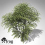 xfrogplants durmast oak tree 3d model
