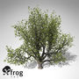 3ds xfrogplants english oak tree