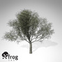 XfrogPlants Crack Willow