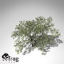 3d xfrogplants elderberry tree plant