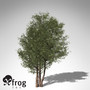 3d model xfrogplants english yew tree
