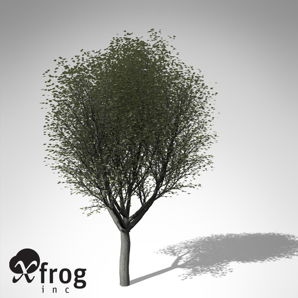 3d xfrogplants silver linden tree model - XfrogPlants Silver Linden... by xfrog
