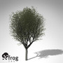 3d xfrogplants silver linden tree model