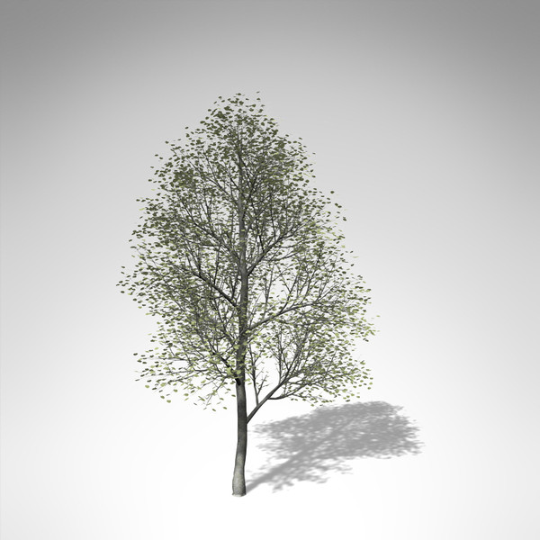 3d xfrogplants silver linden tree model - XfrogPlants Silver Linden... by xfrog