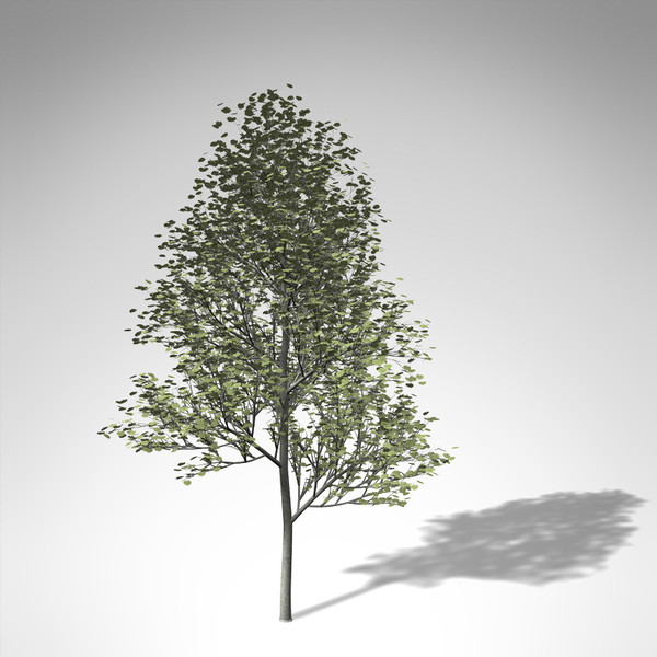3d xfrogplants silver linden tree model - XfrogPlants Silver Linden... by xfrog