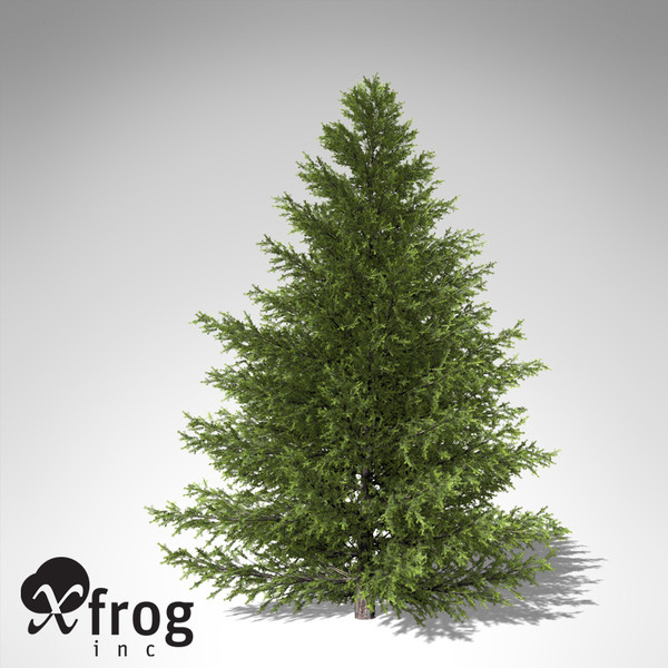 xfrogplants caucasian fir tree 3d max - XfrogPlants Caucasian Fir... by xfrog