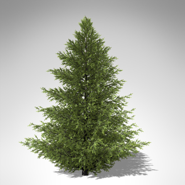 xfrogplants caucasian fir tree 3d max - XfrogPlants Caucasian Fir... by xfrog
