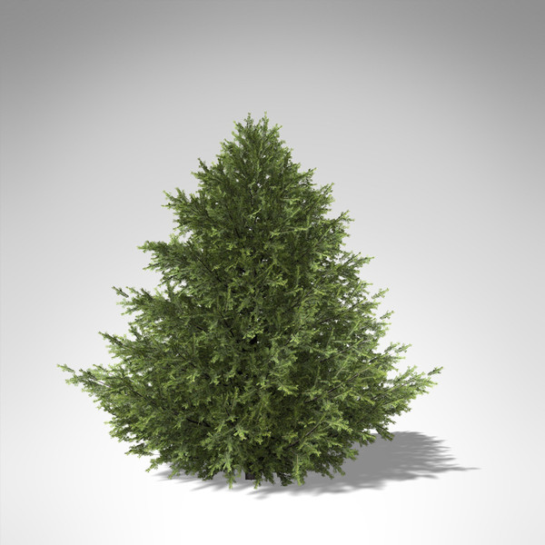 xfrogplants caucasian fir tree 3d max - XfrogPlants Caucasian Fir... by xfrog