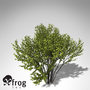 3d xfrogplants hazel shrub model