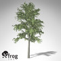 3d xfrogplants european beech tree