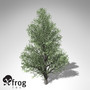 max xfrogplants holly tree