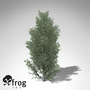 3d xfrogplants common juniper tree model