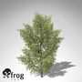 3ds max xfrogplants alpine laburnum tree