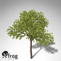xfrogplants medlar tree shrub x