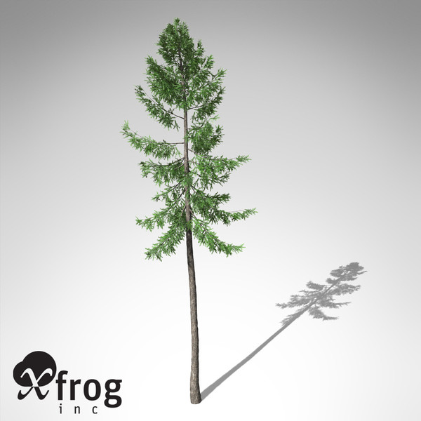 3d xfrogplants norway spruce tree - XfrogPlants Norway Spruce EU... by xfrog