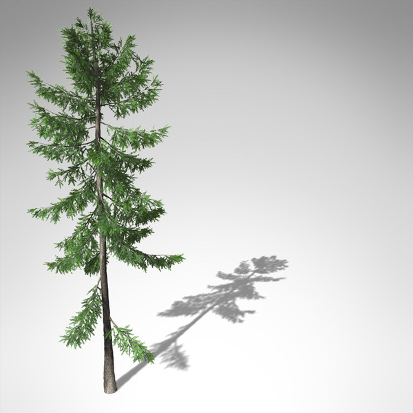 3d xfrogplants norway spruce tree - XfrogPlants Norway Spruce EU... by xfrog