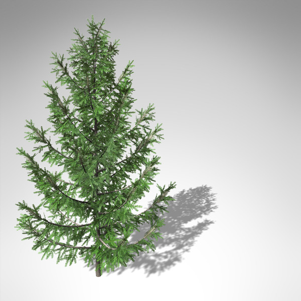 3d xfrogplants norway spruce tree - XfrogPlants Norway Spruce EU... by xfrog
