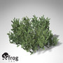 xfrogplants mugo pine shrub 3d model