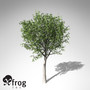 3dsmax xfrogplants european mountain ash