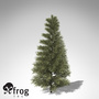 3d model xfrogplants silver fir tree