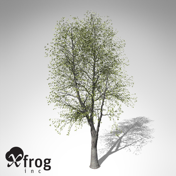 3d model xfrogplants sweet chestnut tree - XfrogPlants Sweet Chestnut... by xfrog