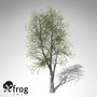 3d model xfrogplants sweet chestnut tree
