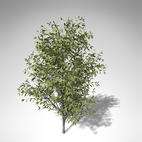 3d model xfrogplants sweet chestnut tree - XfrogPlants Sweet Chestnut... by xfrog