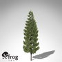 3d xfrogplants oriental spruce tree model