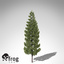 XfrogPlants Oriental Spruce