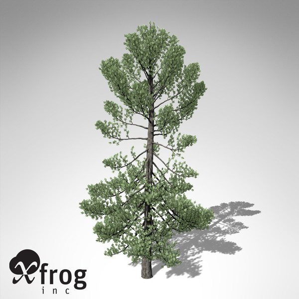 maya xfrogplants swiss stone pine - XfrogPlants Swiss Stone Pine... by xfrog