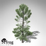 maya xfrogplants swiss stone pine